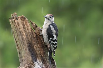 Young spotted woodpecker