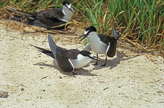 Sooty Tern