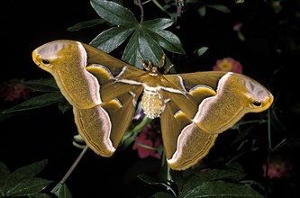 Ailanthus Silk Moth