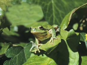 EUROPEAN European tree frog