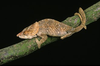 Short horned chameleon
