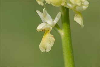Pale pale orchid