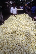 Silk Cocoons in the Government Cocoon Market at Ramanagaram