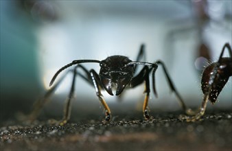 Globe ant