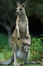 Eastern grey Eastern grey kangaroo