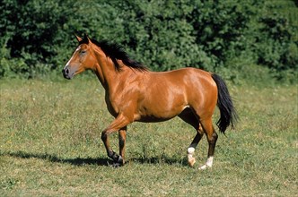 ARABIAN HORSE