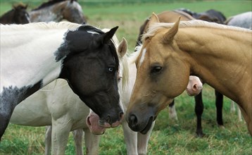 Paint Horse