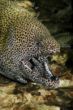 Reticulated moray eel