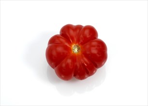 (Lycopersicon esculentum), tomato, tomatoes (solanum lycopersicum), nightshade family, camone