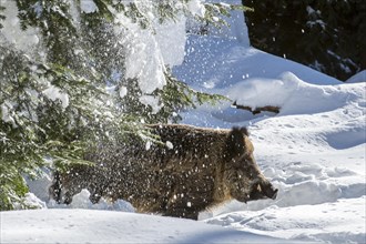 Snow falling from a pine tree onto a Wild boar