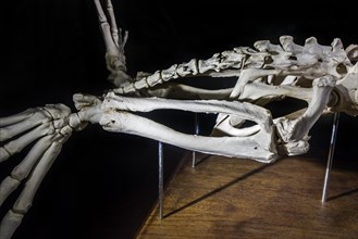 Detail of the skeleton of a seal