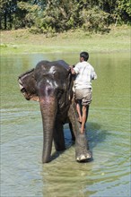 Mahout standing on the back of his Indian elephant