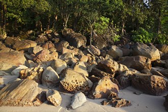 Beach with rocks and rainforest