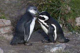 Gentoo penguin or African penguin