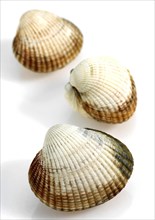 Common Cockle
