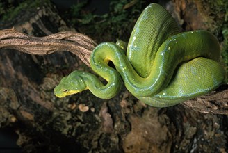 Green Tree Pythons