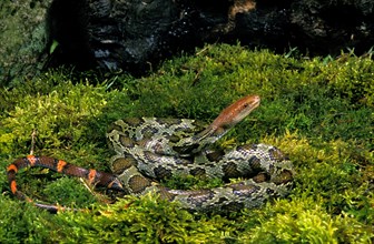 Moellendorff's Ratsnake