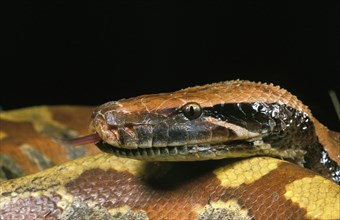 Blood python