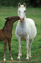 Lipizzaner horse