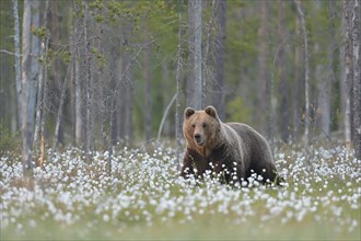 European Brown bear
