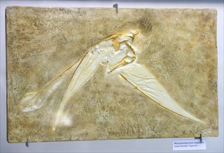 Fossilisation of a long-snouted pterosaur