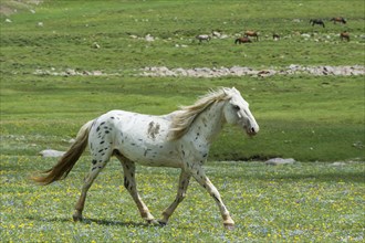 Horse running in the steppe