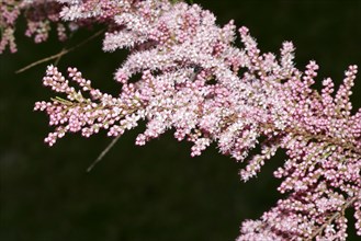 Small-flowered tamarisk