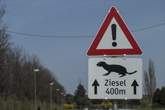 Traffic sign caution European Ground Squirrel