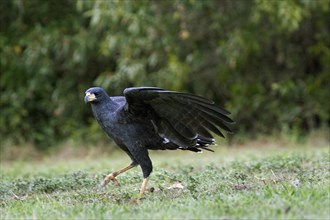 BIG BLACK Great black hawk