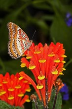 Lacewing Butterfly