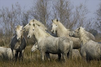 CAMARGUE HORSE