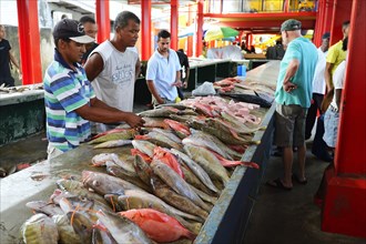 Freshly caught fish for sale