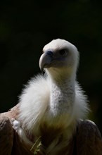 Snow Vulture/ Himalayan Vulture