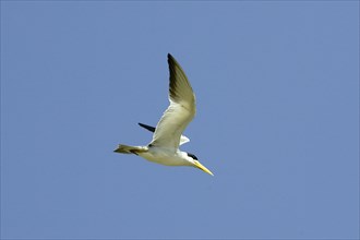 Large billed tern