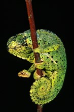 FLAP-NECKED CHAMELEON