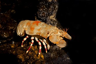 Shoveller Crayfish