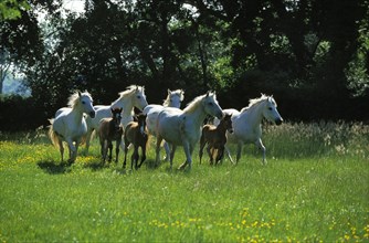 CAMARGUE HORSE