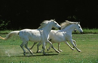 LIPIZZAN HORSE