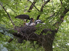 Black Stork