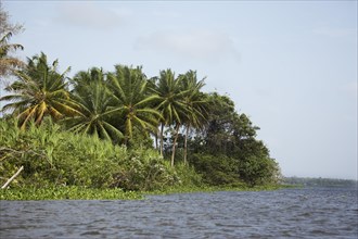 Forest and river at the Orinoco Delta in Venezuela