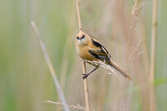 Bearded reedling