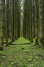 Coniferous woodland overgrown with wood sorrel in Exmoor National Park near Dulverton