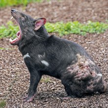 Wounded Tasmanian devil