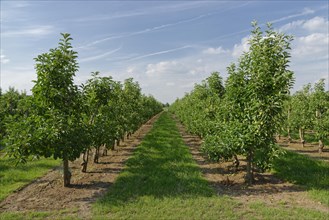 Apple tree plantation