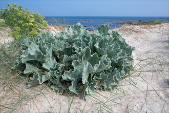 Beach Sea Cabbage