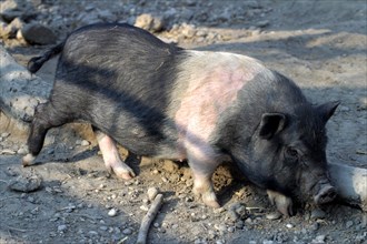 Pot-bellied Pig