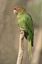 Red-fronted Conure