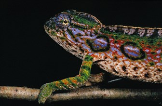 Madagascar Forest jeweled chameleon