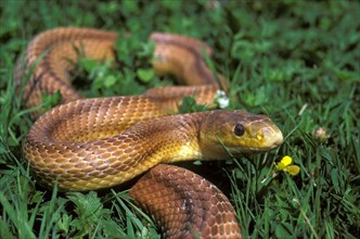 Four-Lined Snake
