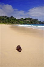 Coconut on the kilometre-long dream beach Anse Intendance